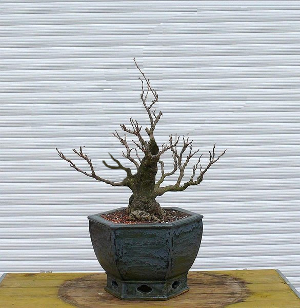 P1030824x.jpg