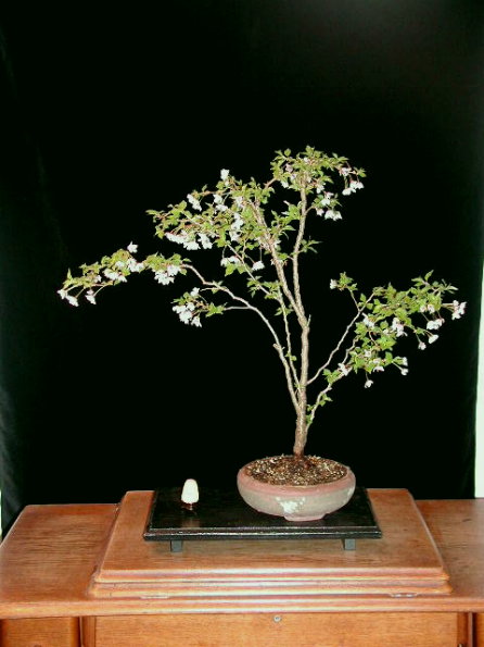 Zierkirsche (Prunus incisa "koto no mai"), nur eingetopft, noch nicht gestaltet, blüht aber so schön...