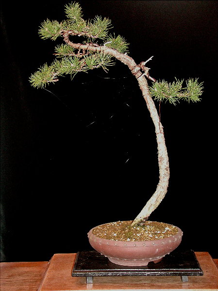 Waldkiefer (Pinus sylvestris) in Tokoname-Schale, endlich in etwas besserer Perspektive erwischt, war so schwer zu fotografieren...
