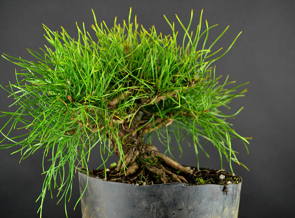 Baum 2 roh.Jpg
