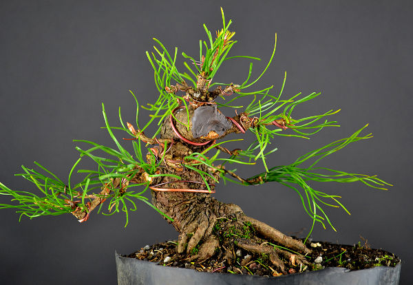 Baum 2 gestaltet.Jpg
