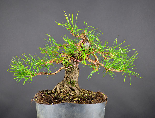Baum 4 gestaltet.Jpg