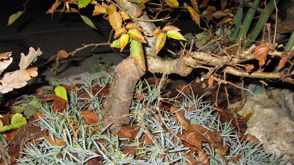 Ausgangspflanze Nov 2011