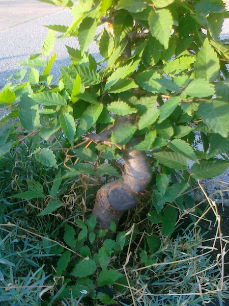 2012-08-02 -Zelk ab 3.jpg