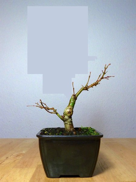 Nach dem Schnitt wäre der Baum ohne Schale 10cm hoch.