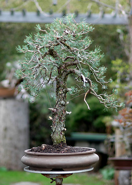 Meinungen zur Schale?
<br />Baum wird schon werden. Soll wie eine Kiefer aussehen, naturalistisch halt.