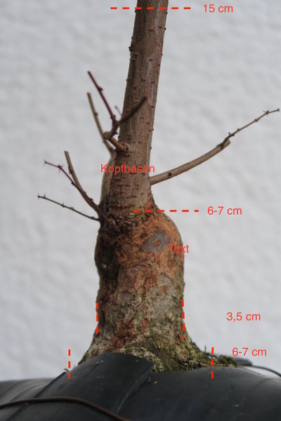 Zelkova.jpg