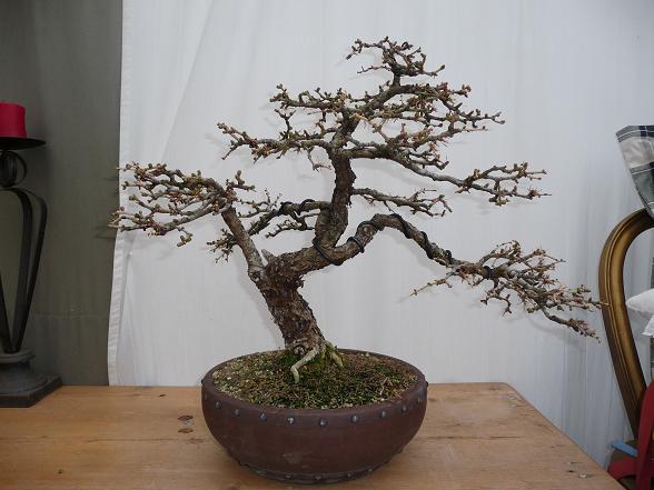 larix märz 2013 002.jpg