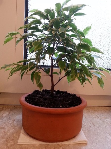 Ficus1.jpg