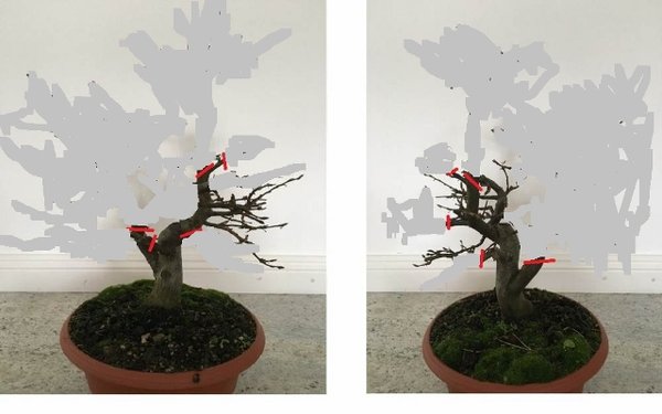 Hainbuche Erstgestalt. Idee (640x400).jpg
