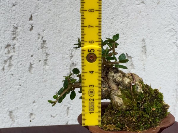 5cm