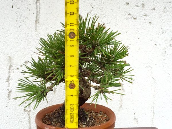10cm....