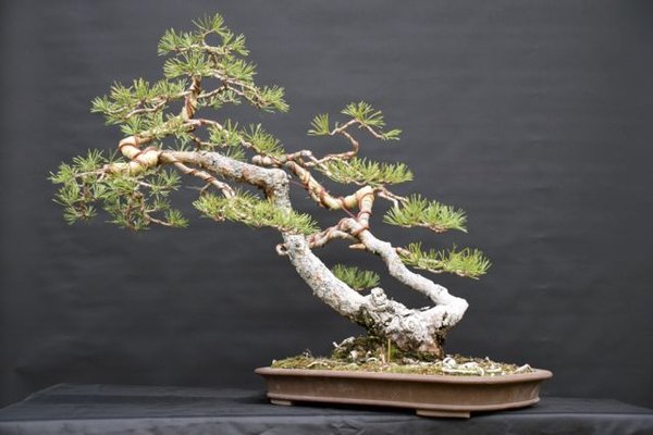 Pinus Sylvestris in alter Schale 47x35x4,5 cm Jan 2016