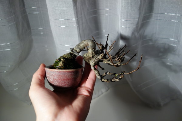 Meiner Meinung nach ist das ein Crab Apple, jedoch hat mir Maarten versichert, dass es keiner ist... Er blüht auch weiß. Weiß jemand, was es sein könnte?