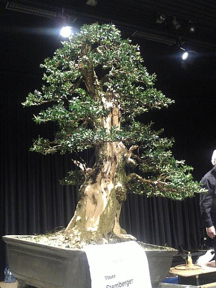 Buxbaum