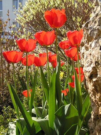 Tulpen.jpg