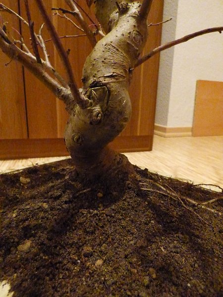 P1020354.JPG