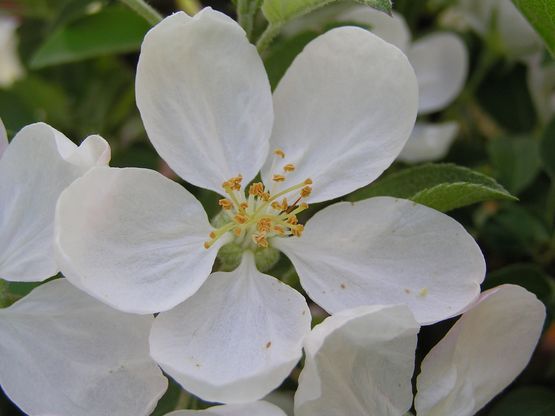 Apfelblüte.jpg