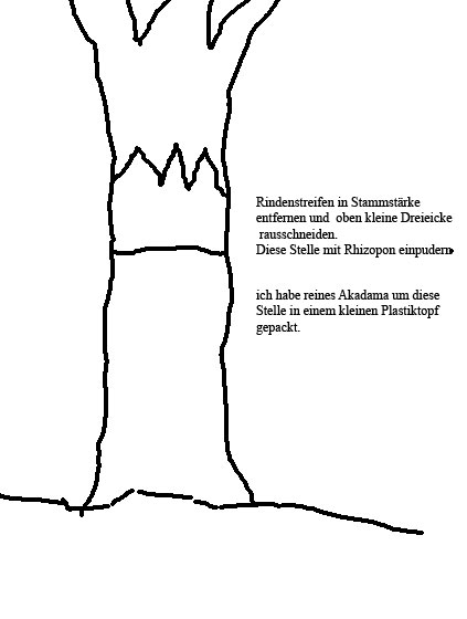 abmoosen.jpg