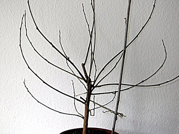 maulbeerb-0216.JPG