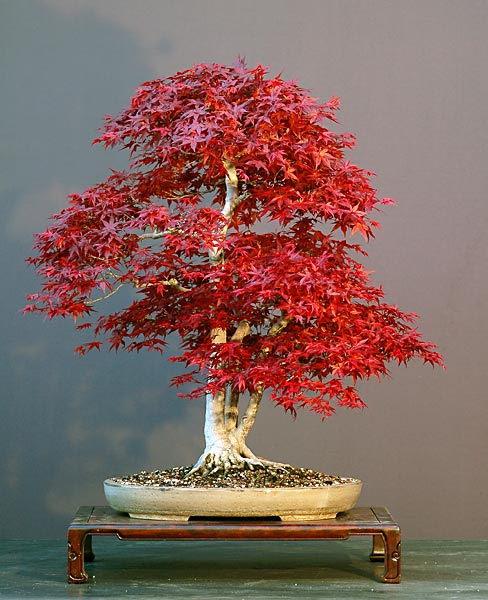 Jap. Fächerahorn