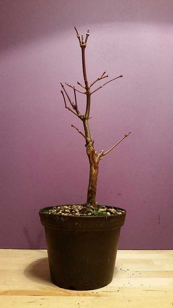 Acer Palmatum Atropurpureum, ca. 5 Jahre alt und ca. 20 cm hoch