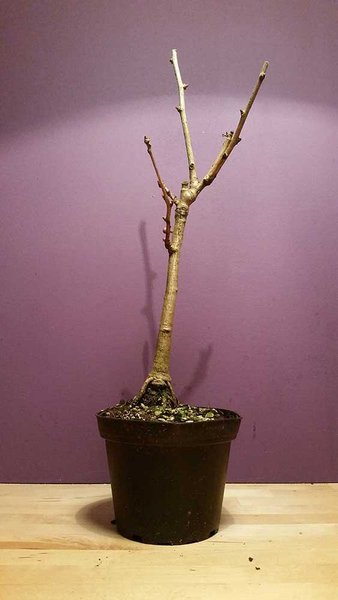 Ginkgo Biloba, ca. 5 Jahre alt und ca. 20 cm hoch