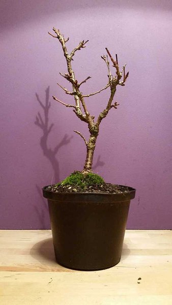 Prunus Accolade, ca. 5 Jahre alt und ca. 20 cm hoch