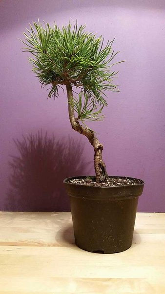 Pinus Mugo, ca. 5 Jahre alt und ca. 20 cm hoch