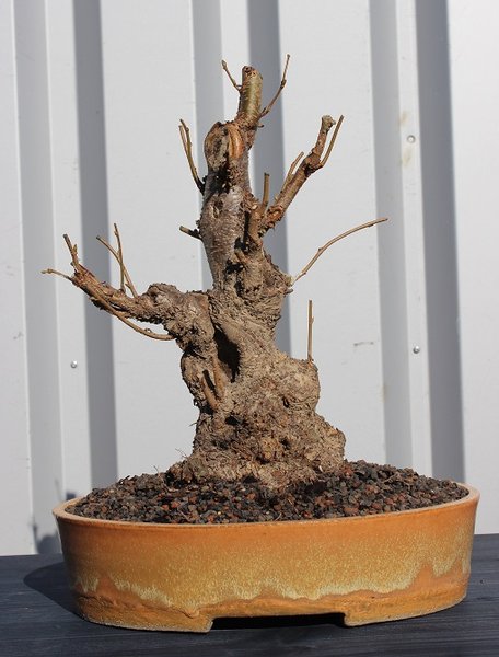 Der Baum nach dem Kauf direkt in die Schale gepflanzt