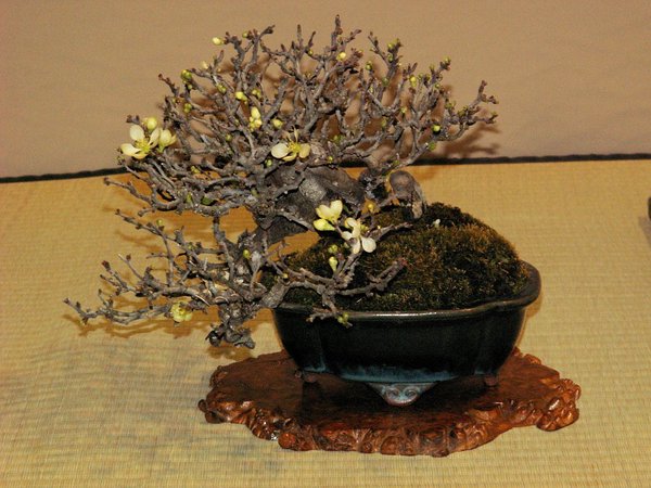 Shiro-Chojubai_JP_2010-02.jpg