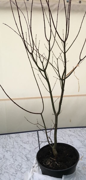 Baum.jpg