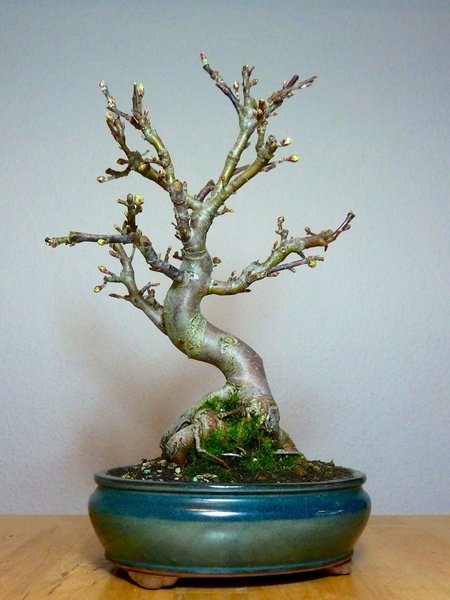 Apfel 2 2.jpg