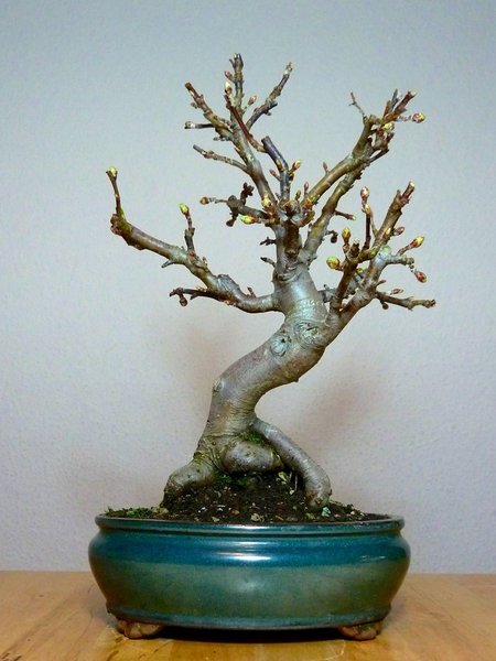 Apfel 2 6.jpg