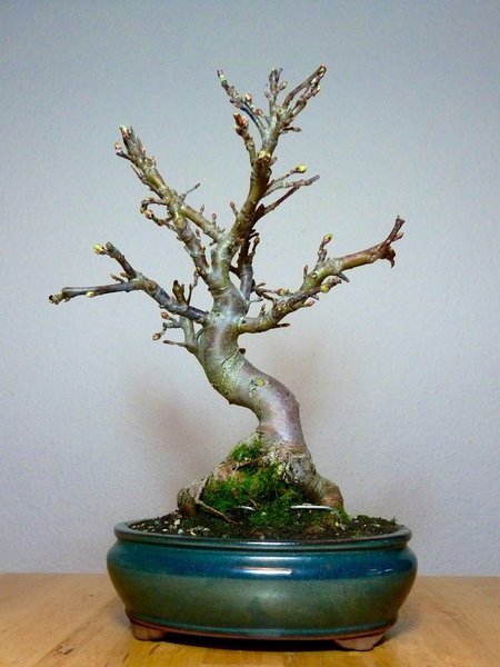 Apfel 2 5.jpg