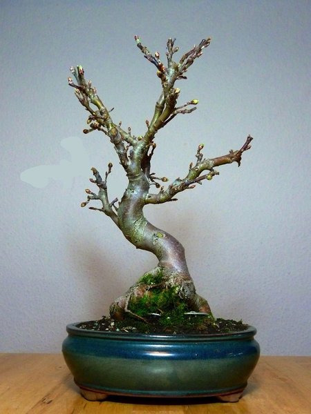Apfel virtuell.jpg