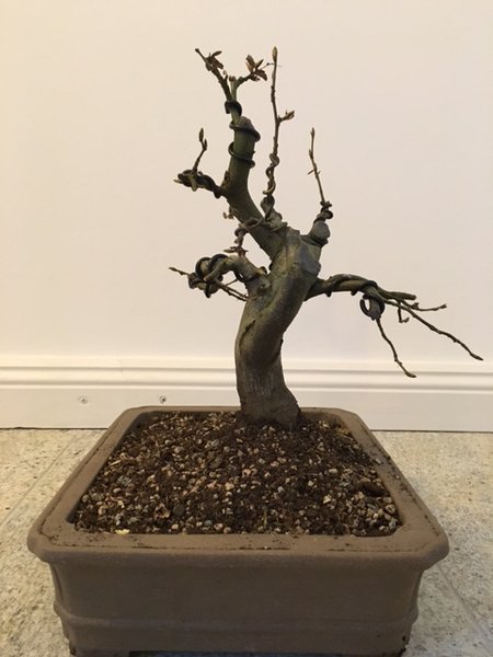 Hainbuche 2.JPG