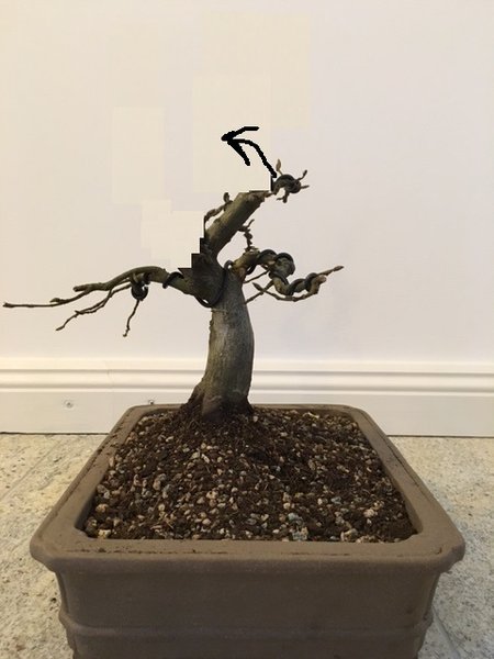Hainbuche 6.jpg