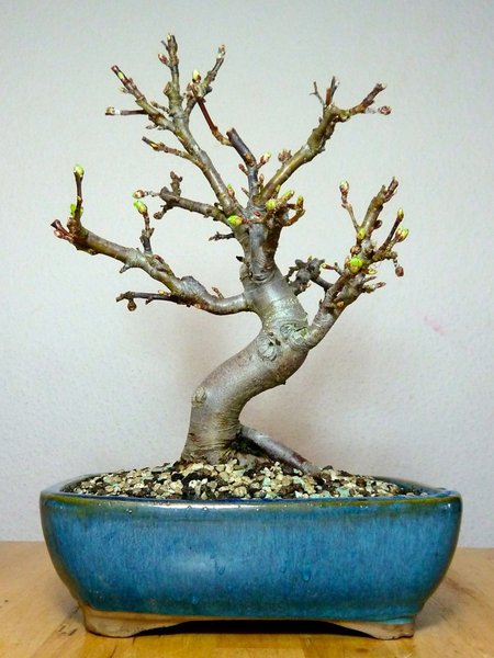 mit Schale ist der Baum 32cm hoch
