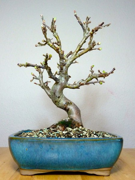 mit Schale ist der Baum 32cm hoch