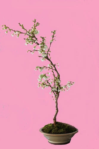 rosarot.jpg