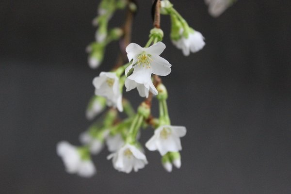 Blüte1.jpg