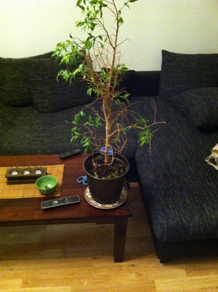 Der Baum im Januar 2015