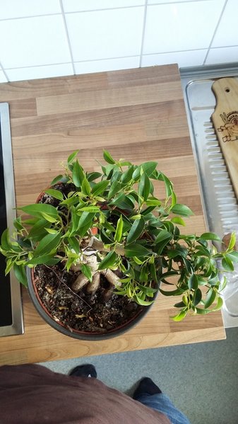 20160226_121806.jpg