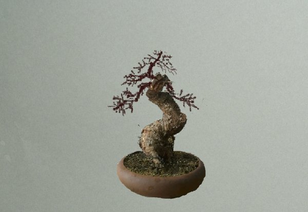 Larix.JPG