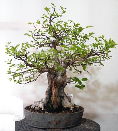 98zuergelbaum28-2-16.jpg