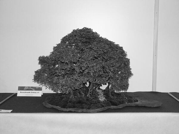 Bonsai3.jpg