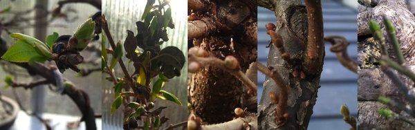 knospen.jpg