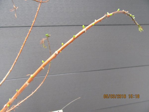 Knospen