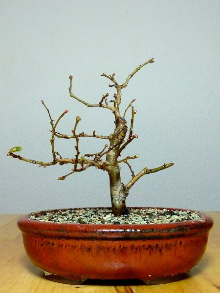 P1290486.jpg